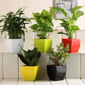 Live Indoor Plants Combo Set of 5 Pots